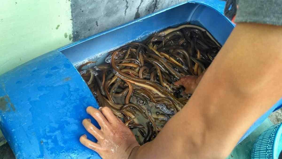 ternak Belut modal 300 ribu